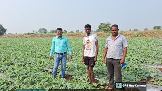 टरबूज watermalon  planning with Advance Pesticides [upl. by Acul833]