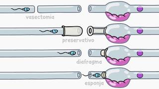 Como os métodos contraceptivos funcionam  Minuto da Terra [upl. by Virginie520]