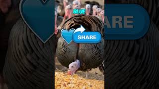 Choose a turkey for today thanksgiving turkey [upl. by Colson]