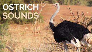 Ostrich Sounds  Deep booming call of a wild Ostrich in Africa [upl. by Helas691]