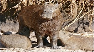 All About Capybaras [upl. by Haraj]