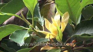 Sampige Magnolia champaca or Joy Perfume Tree  A medicinal tree [upl. by Amjan]