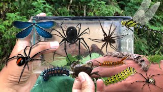 hunting insect in the wild‼️catch underwing caterpillar spiny caterpillar weaver spider crab [upl. by Honniball]