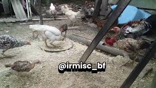 PEMBERIAN PAKAN AYAM AMPAS KELAPA GRATIS DARI TETANGGA [upl. by Aerdnaed]