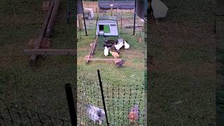 Morning Pump Up Pullets Timelapse Zoom Routine [upl. by Zoellick]