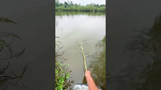 Wild Fishing for Crucian Carp  Outdoor Adventure amp Catch  Traditional Farming Culture fishing [upl. by Amero]