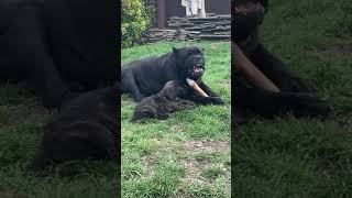 Cane Corso mum telling the pups off [upl. by Izaak]