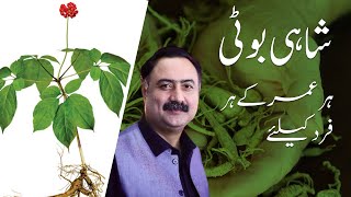 Shahi Booti For Everyone  Benefits of Ginseng  How to Use Ginseng [upl. by Sargent554]