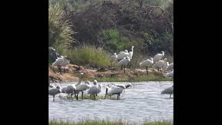 Eurasian Spoonbills [upl. by Nirrol]