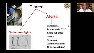 Fluidoterapia en equinos [upl. by Gerge]