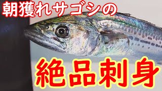 【簡単な料理】朝獲れサゴシの絶品刺身 [upl. by Ingles]