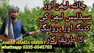 How to Prunning or Cutting Seedless Lemon  Lemon Farming in Punjab Pakistan Treatment of Lemon [upl. by Eedia]