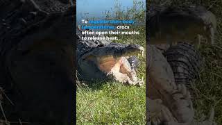 Massive crocodile spotted taking a sunbath in Everglades Shorts [upl. by Kaine]