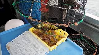 How to Catch Prawn on the Sunshine Coast [upl. by Atrebla]