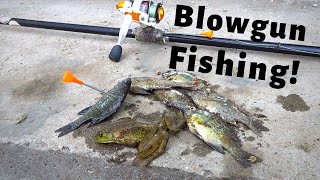 BLOWGUN FISHING for GILLs and FROGs CatchCleanCook [upl. by Holleran]