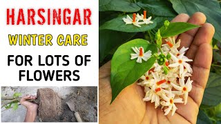 How To Care Parijat Plant In Winter IN HINDI How To Grow Harsingar Plant In Pot  Shuli Plant [upl. by Sasha]