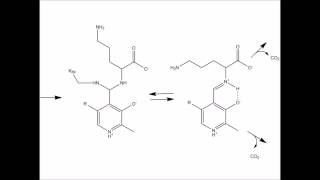 Ornithine Decarboxylase [upl. by Nesnej]