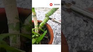 How to propagate Dieffenbachia From Stem Cutting All About dieffenbachia डम केन की पूरी जानकारी [upl. by Airahs]