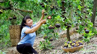 How to Harvest Mangosteen goes To Market Sell  Harvesting and Cooking Tieu Vy Daily Life [upl. by Lak494]