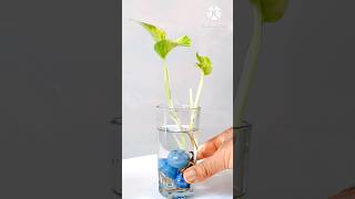 Money Plant Decor shorts diy indoorplants moneyplant [upl. by Bellew744]