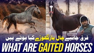 What are gaited horses فرق جانیےچال بازگھوڑےکیا ہوتے ہیں  Part 5 horse how horseriding [upl. by Audri]