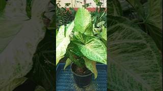 Syngonium plant propagation with zero cost trending propagation shorts [upl. by Eilssel]