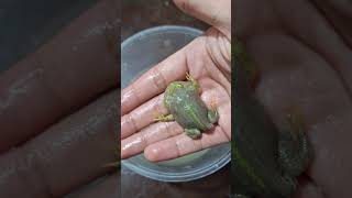 Cute baby frog Budgett Frog [upl. by Boleyn]