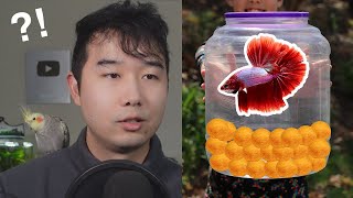 DIY Betta Fish Tank GONE WRONG  Fish Tank Review 191 [upl. by Carolann]