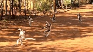 Dance of the Sifakas [upl. by Batchelor]