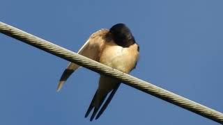 UNE HIRONDELLE RUSTIQUE  Barn Swallow [upl. by Farny]