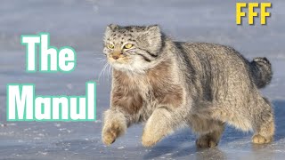 Feline Fact Friday  Pallass Cat [upl. by Seraphim]