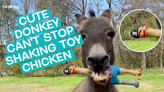 Donkey Goes Crazy For Squeaky Chicken  ViralHog [upl. by Stav]