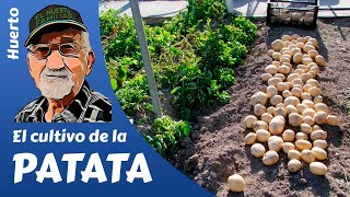 PATATAS COMO SEMBRAR Y CULTIVAR PATATAS POTATO FARMING [upl. by Nov]