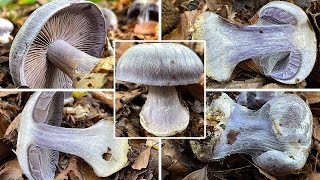 Blauer Klumpfuß Blauer Buchenklumpfuß Cortinarius caerulescens  Bulbopodium caerulescens [upl. by Valentine]