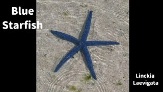 Island Life  Blue Starfish [upl. by Ylrevaw]