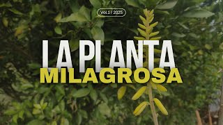 ¡La Planta Milagrosa Que Necesitas en Tu Vida [upl. by Henrion]