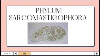 VET PARA 1  Phylum Sarcomastigophora  Chapter 11 Student Output [upl. by Leissam]