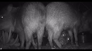 Javelina babies and taking turn at the bowls with coyotes 73024 [upl. by Debbi]