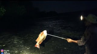 Hutan mangrove jadi Tempat Tidur Ribuan ikan Malam hari [upl. by Rodrick]