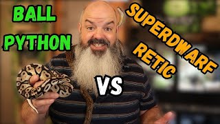 Which Snake Is Best Ball Python or Super Dwarf Reticulated Python [upl. by Yatnuahc]