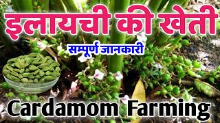 इलायची की खेती  elaichi ki kheti  Elaichi Farming in hindi  Cardamom Farming kaise kare [upl. by Stoecker]