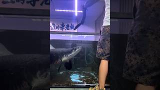 Arapaima monster feeding 😍😩 ytshorts arapaimafish youtubeshorts aquarium editing viralfeed [upl. by Cello515]