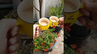 enjoying holidays 🥰🥰🥰 shortsviral holiday teatime enjoy shorts short gardening trending [upl. by Aihtennek]