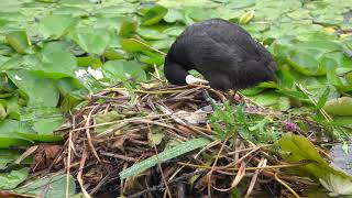 The new Coot nest in the Italian Garden [upl. by Staw933]