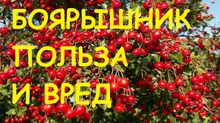 Боярышник полезные свойства и противопоказания [upl. by Haran781]