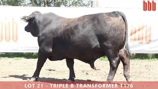 Lot 21  Triple B Transformer T176 [upl. by Larkin]