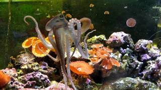 Mama Cass  Octopus Briareus Pacing for Food [upl. by Caine]