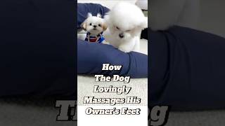 Adorable Massage Dog [upl. by Lipps]