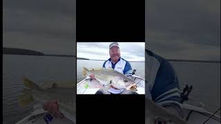 FLATHEAD amp JEWFISH FISHING CHALLENGE WEEKEND fish fishingvideo competition [upl. by Iew]