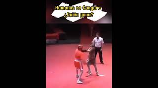 Humanos vs Canguro  ¿Quién gana shorts [upl. by Aidan758]